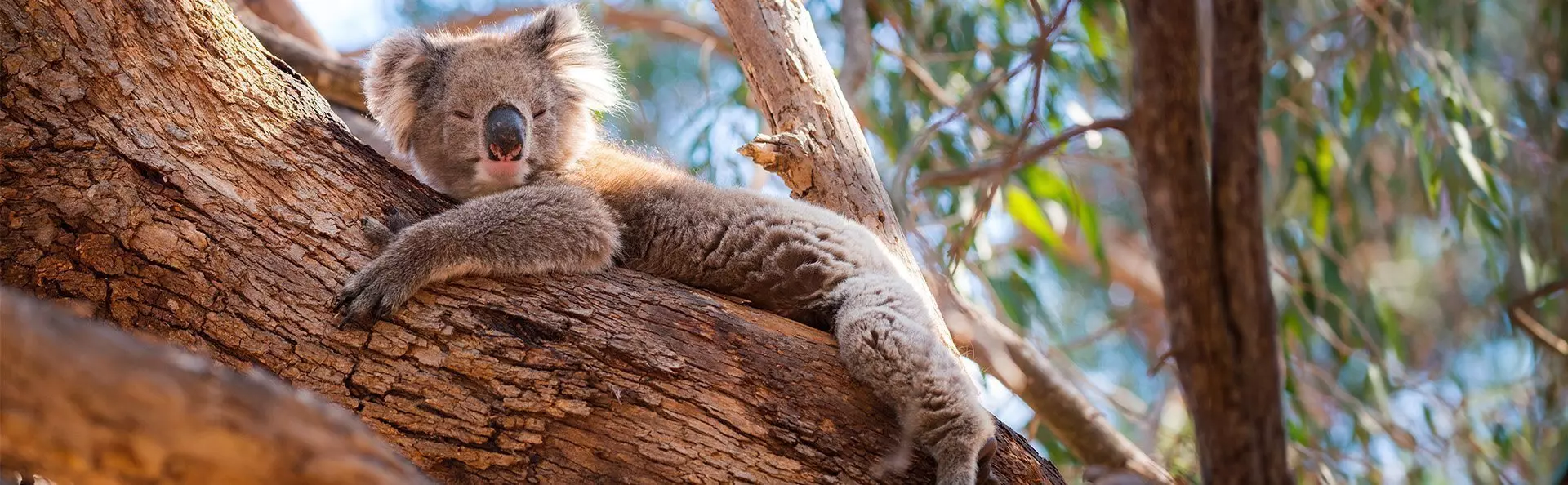 Koala hviler sig i træ