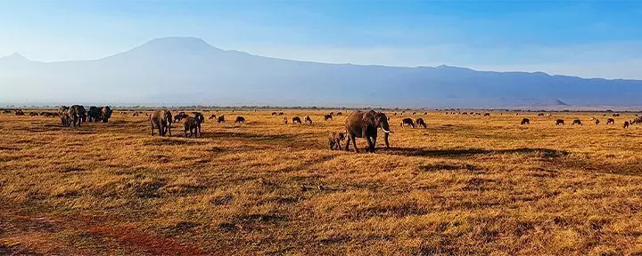 Elefanter går i række i Amboseli med Kilimanjaro som baggrund