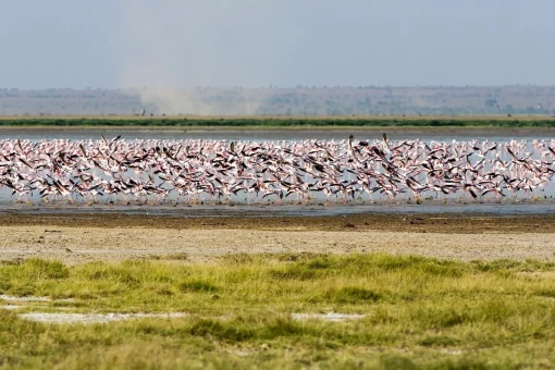 Flamingoer ved Lake Manyara