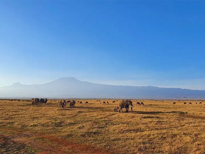 Elefanter går i række i Amboseli med Kilimanjaro som baggrund