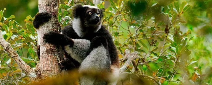 Indri-lemur i Andasibe-Mantadia Nationalpark i Madagaskar