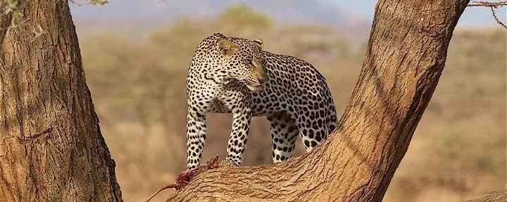 Leopard i et træ i Samburu i Kenya