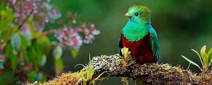 Kolibri svæver ved fuchsiablomster i Costa Rica